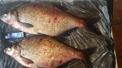 Carp bream ×2 — Kaunas reservoir