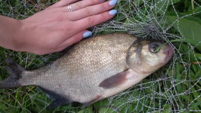 Carp bream