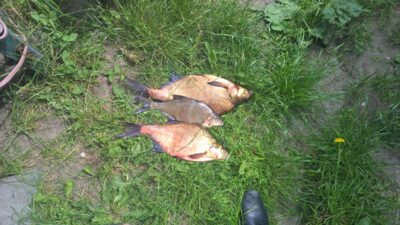 Carp bream, 1.8 kg — Asveja