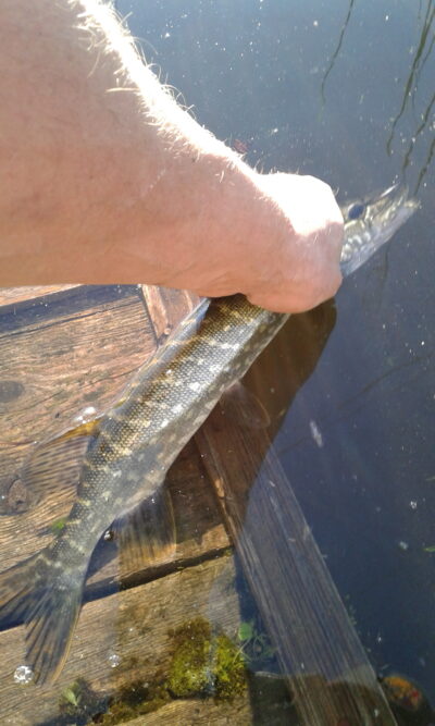 Northern Pike