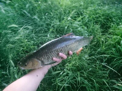 chub, 1.0 kg