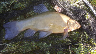 Tench, 1.7 kg — Klaipėdos
