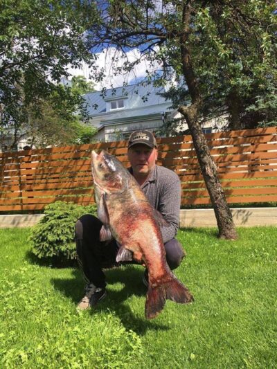 bighead carp, 15.0 kg