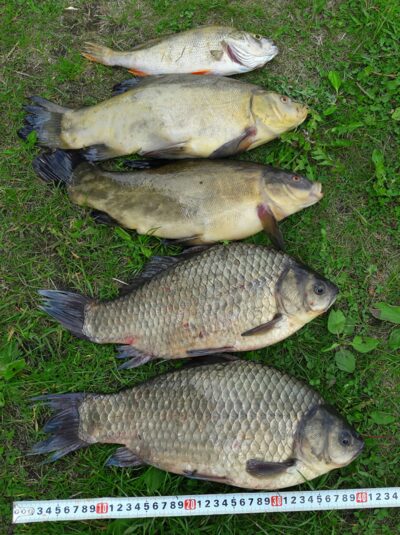 Tench, 1.1 kg