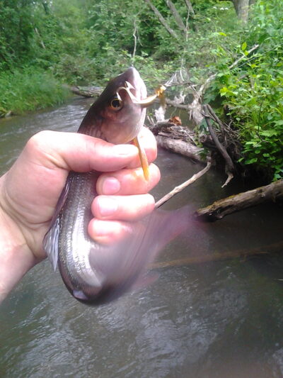 Grayling