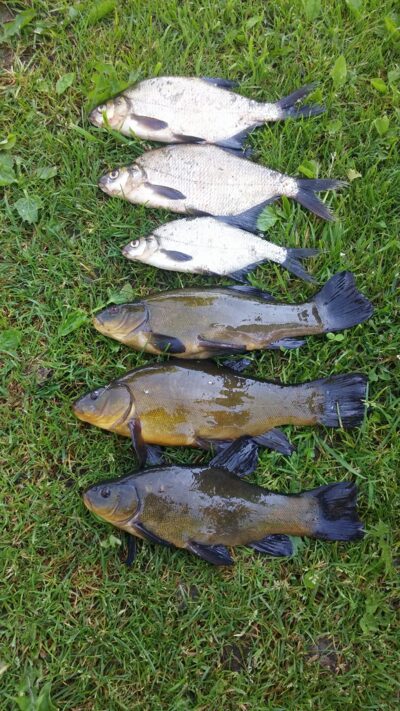 Tench ×3