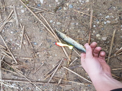 Northern Pike, 0.2 kg