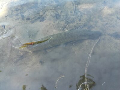 Northern Pike, 2.5 kg — Balsys