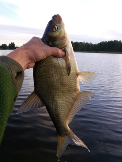 Carp bream ×5