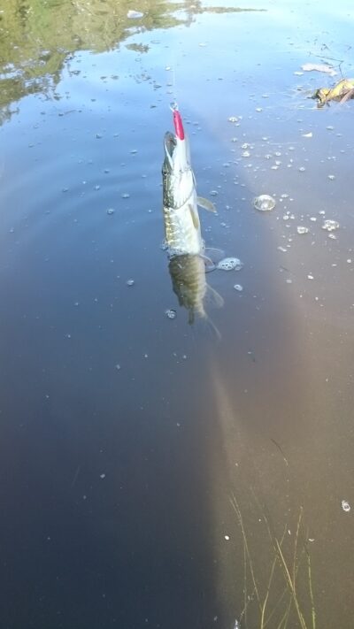 Northern Pike — Neris River