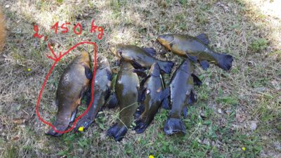 Tench ×7 — Sartai