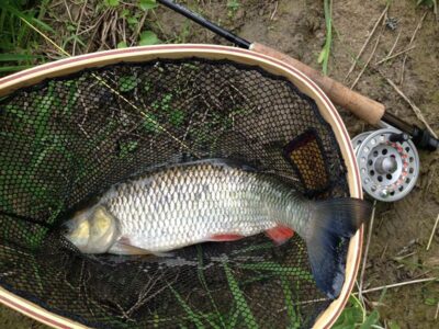 chub ×50