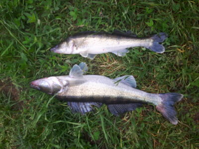 Pike perch ×2 — Pravalas