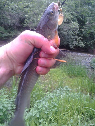 Grayling