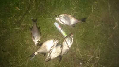 Carp bream ×5 — Pagojės