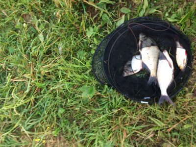 Carp bream ×3 — Tulnikių