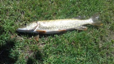 Northern Pike, 1.4 kg — Jauriukas