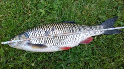 chub, 0.8 kg