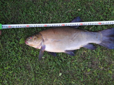Tench, 2.2 kg