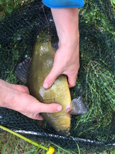 Tench, 1.6 kg — Rudesėlis