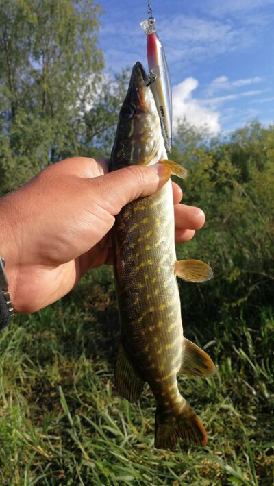 Northern Pike — Neman River