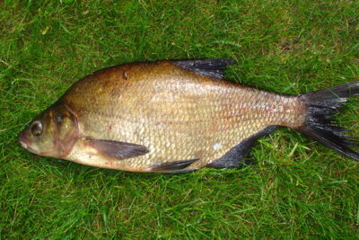 Carp bream, 1.2 kg