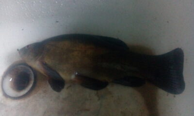 Tench, 0.5 kg