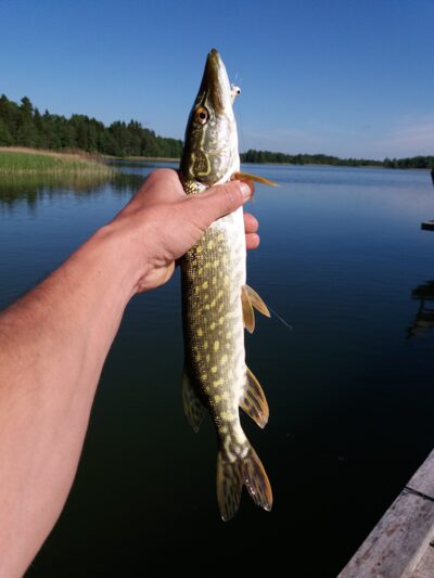 Northern Pike