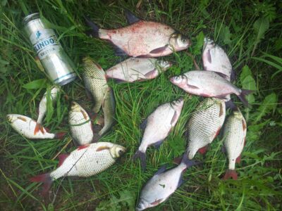 Carp bream ×6