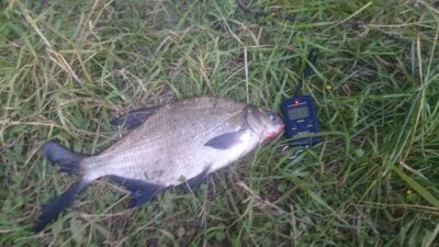 Carp bream, 0.8 kg — Pagojės