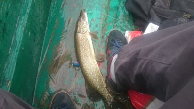 Northern Pike, 0.9 kg — Dusynas