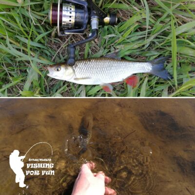 chub, 0.2 kg — Neris River