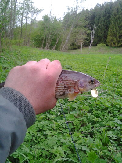 Grayling