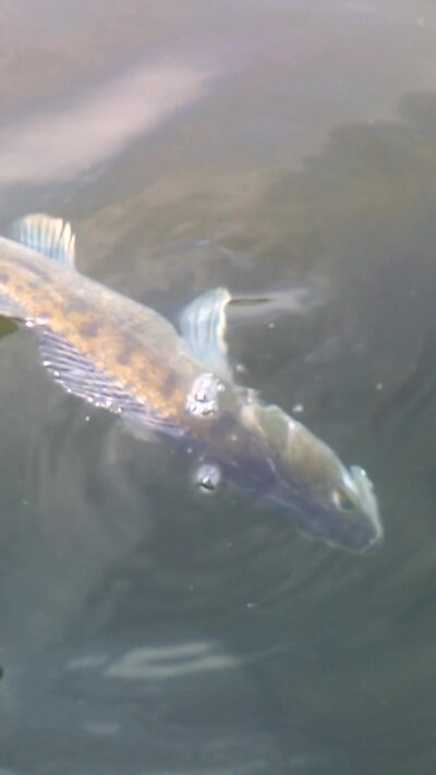 Pike perch
