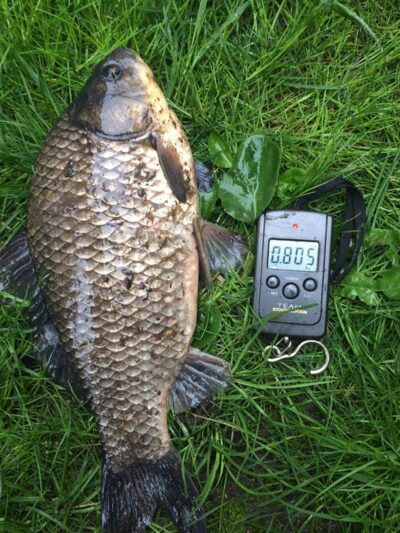 Prussian carp, 0.8 kg