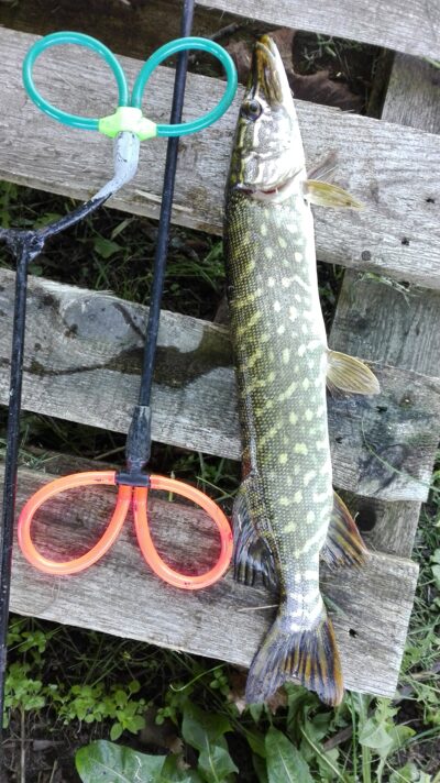 Northern Pike, 0.9 kg — Lamėstas