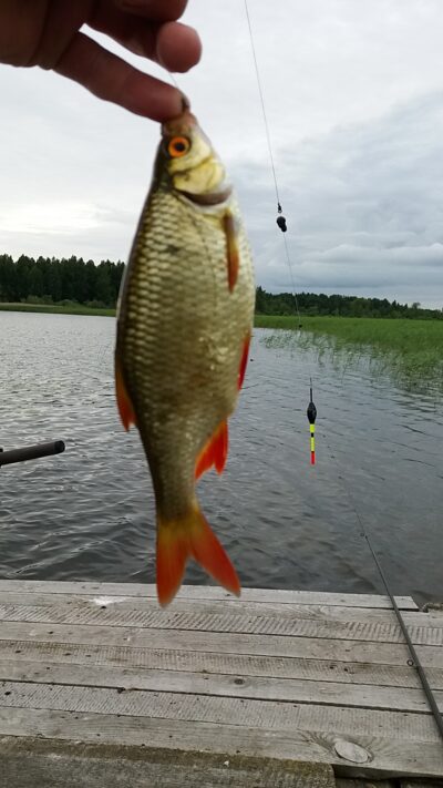 Roach