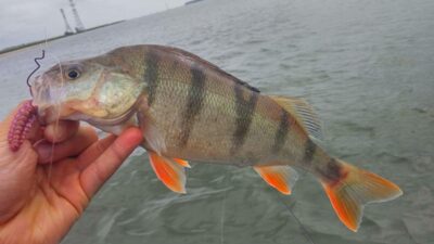 Eurasian perch