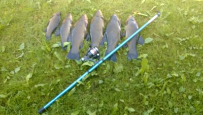 Tench ×6