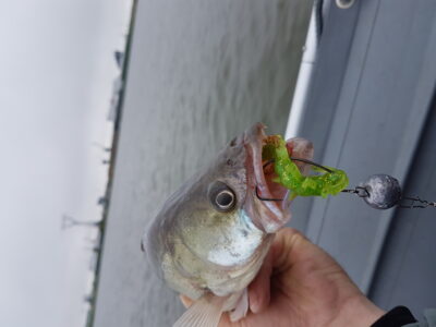 Pike perch