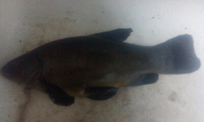 Tench, 0.6 kg