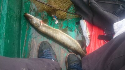 Northern Pike, 1.1 kg — Dusynas