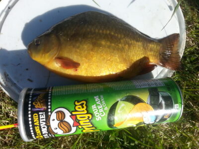 Crucian carp ×2 — Telšių vandenvietės