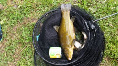 Tench, 2.0 kg