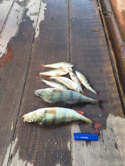 Eurasian perch, 0.4 kg — Asveja