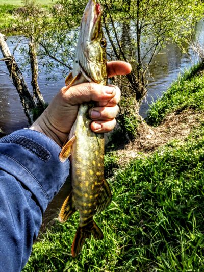 Northern Pike, 0.4 kg — Шешупе