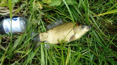 Crucian carp, 1.0 kg