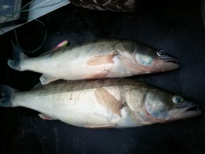 Pike perch, 1.2 kg — Kuršių