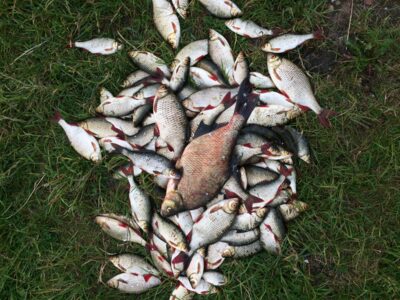 Carp bream, 1.4 kg — Elektrėnai reservoir