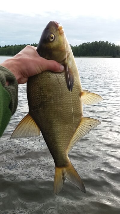 Carp bream